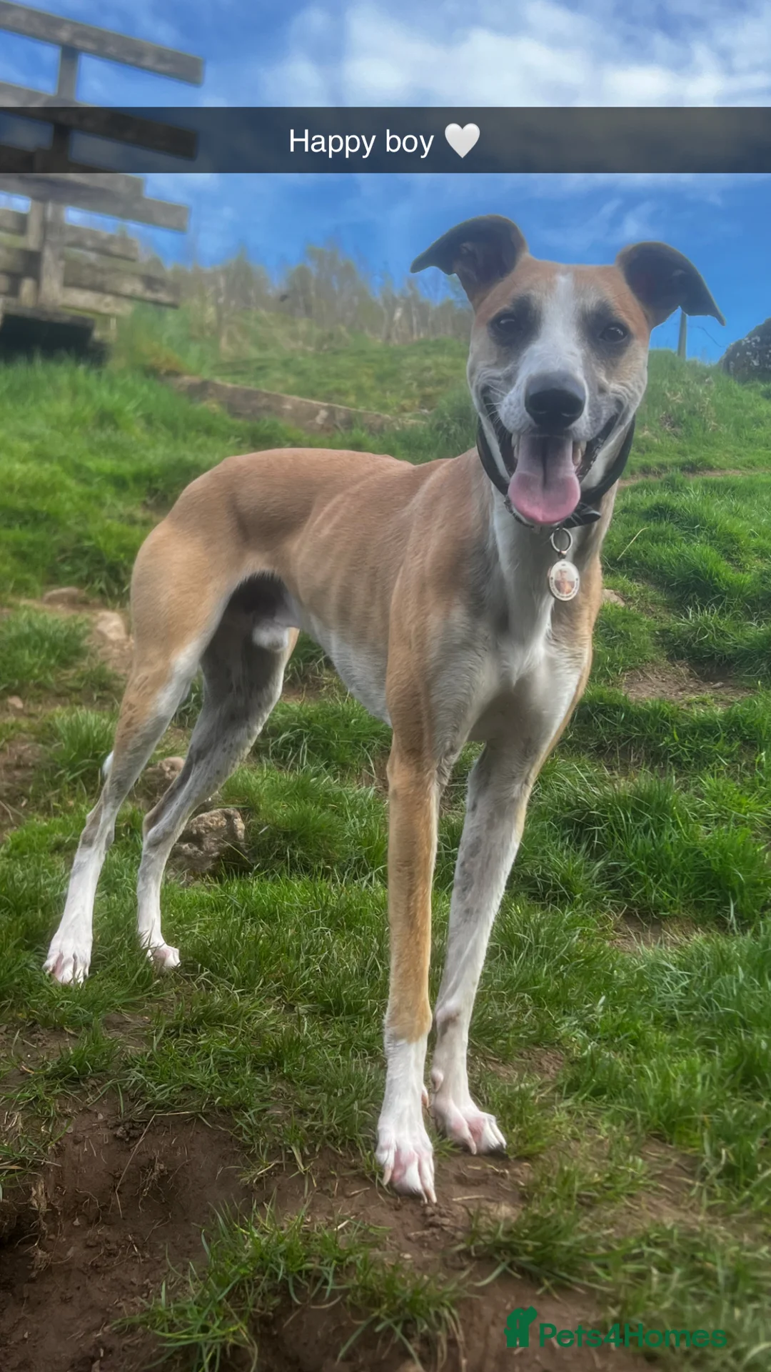 Lurcher dogs for stud: Lurcher for stud - Advert 14