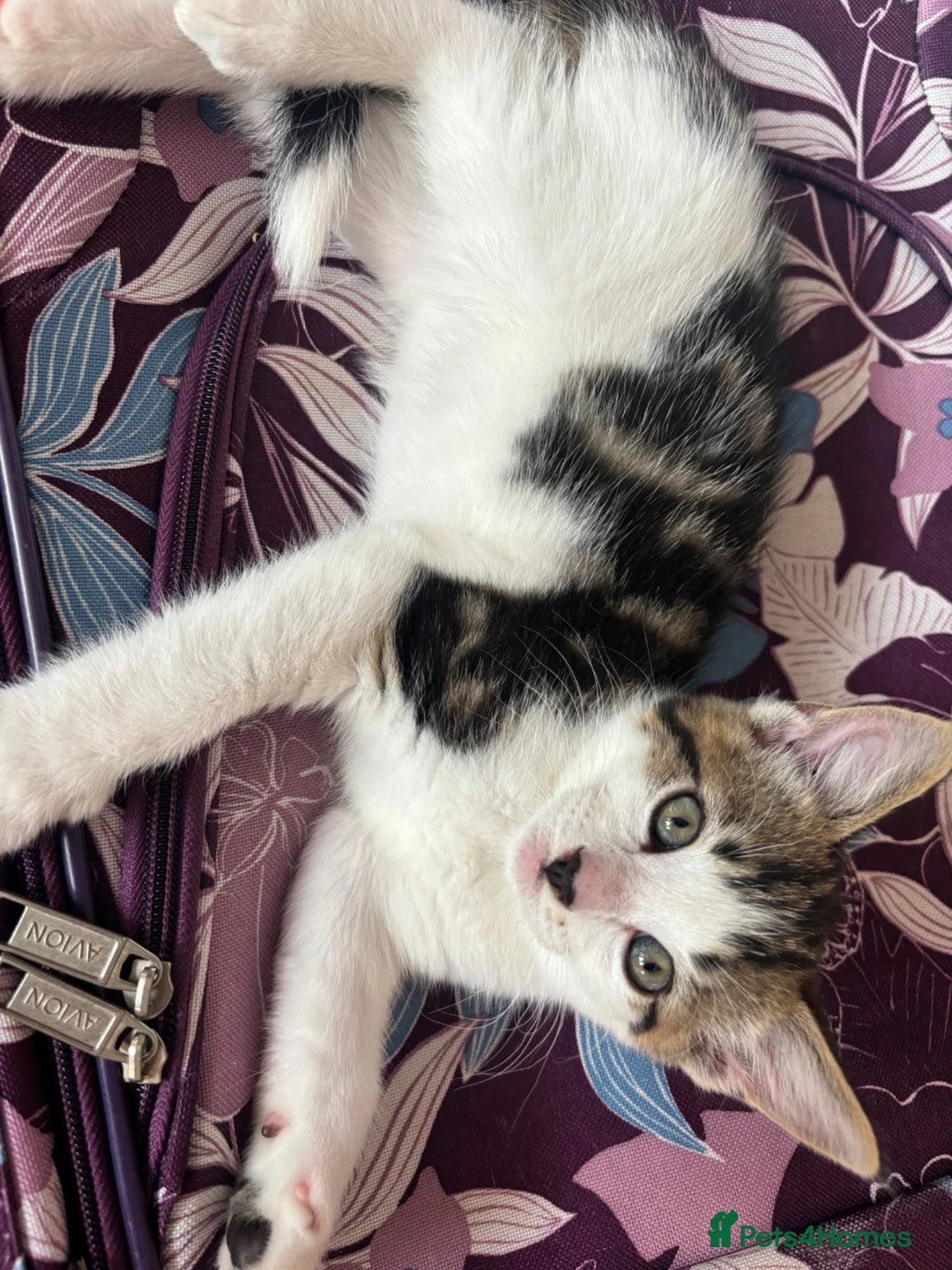 Domestic Shorthair cats for sale: Beautiful Kittens - Advert 2