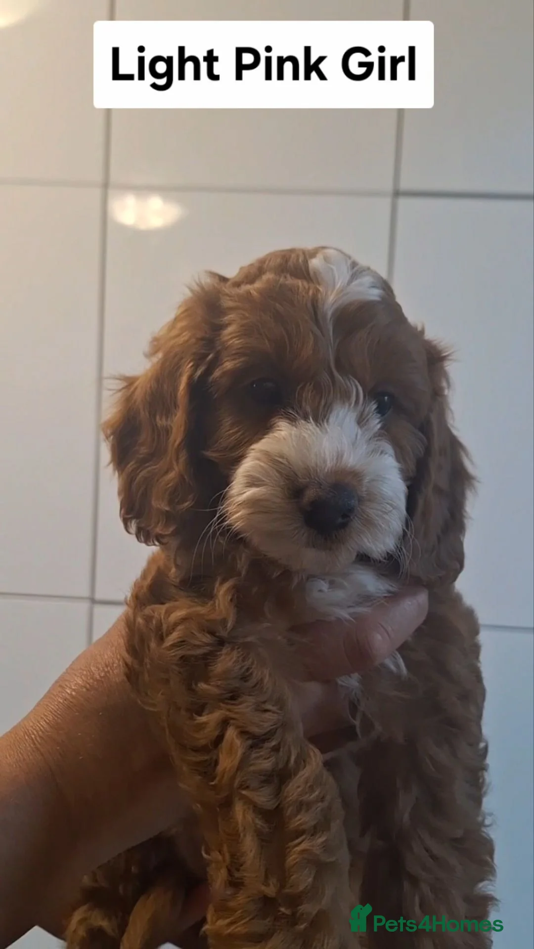 Cockapoo dogs for sale: Dark Red Cockapoo puppies  in Maidstone - Advert 13