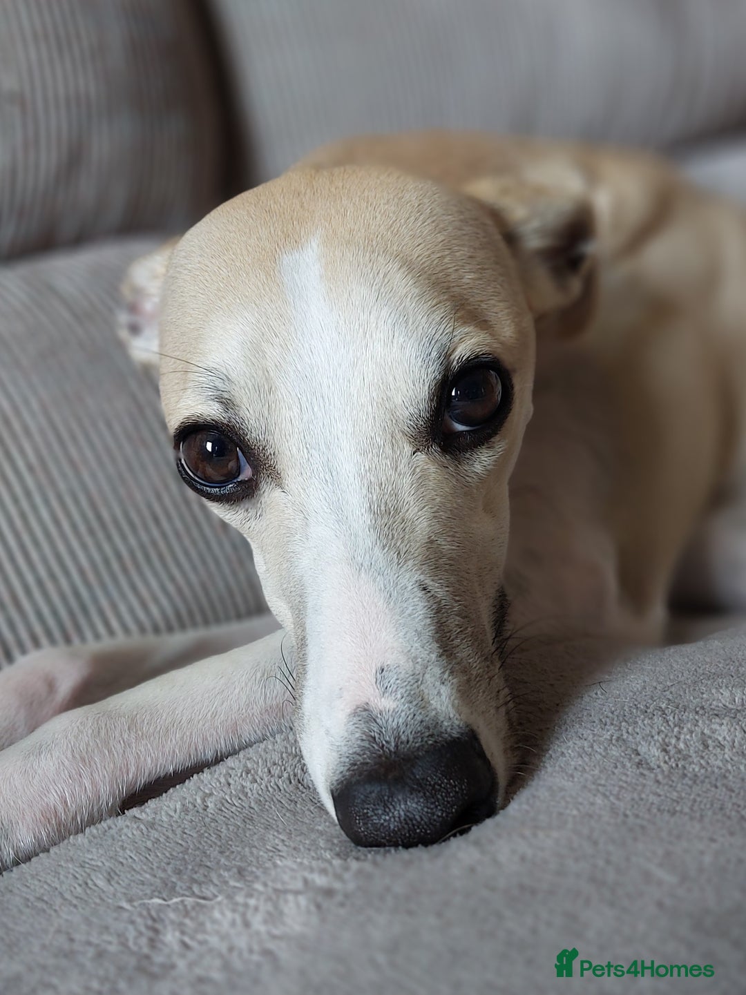 Whippet dogs for stud: Kawrsing Whippets  - Advert 4