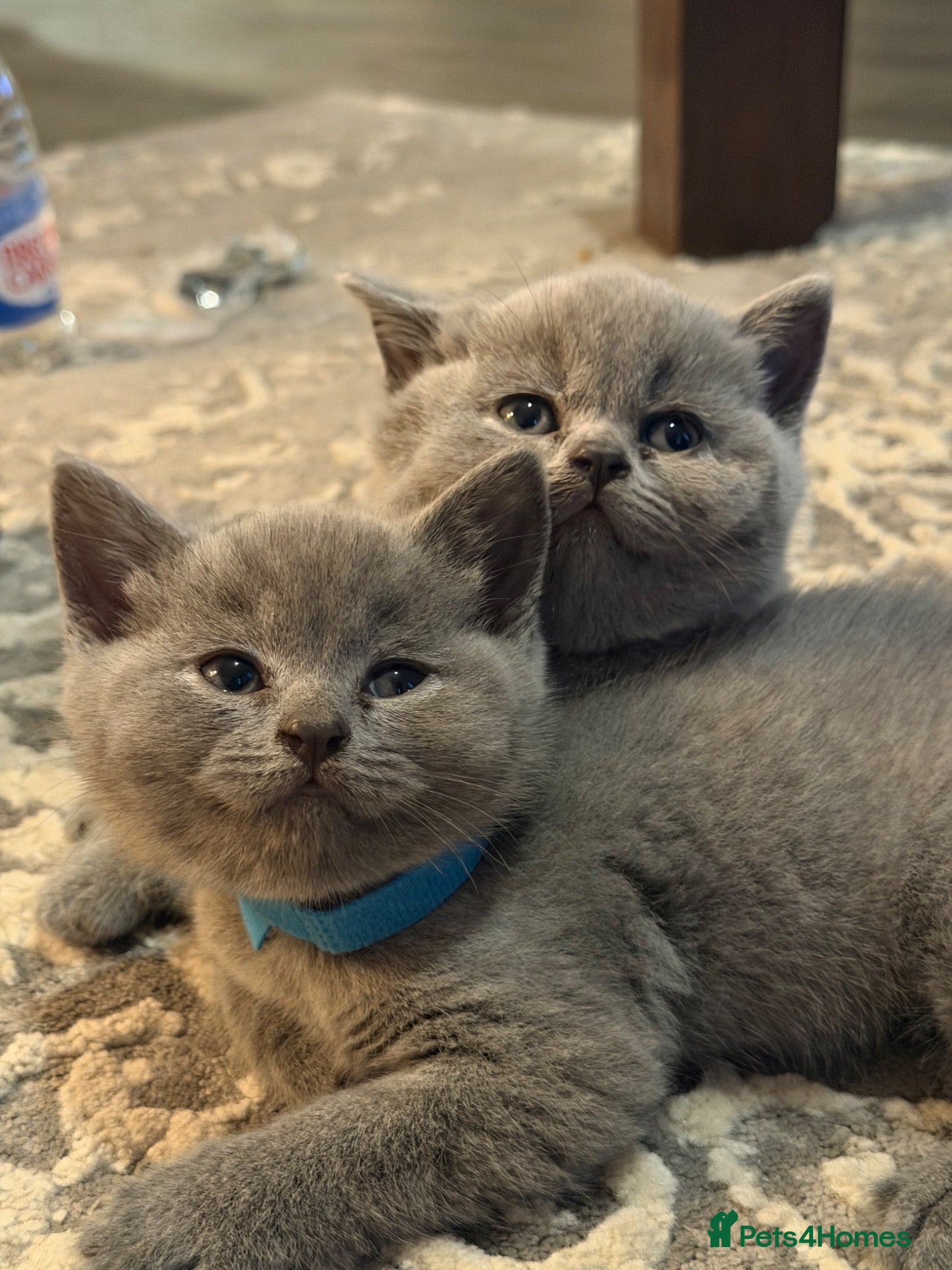 British Shorthair cats 4 British Shorthair kittens in London - Advert 1