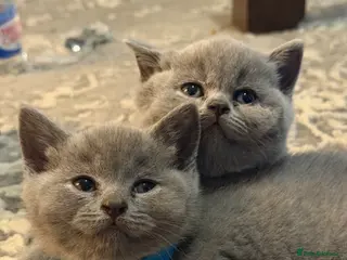 British Shorthair cats 4 British Shorthair kittens in London - Advert 1
