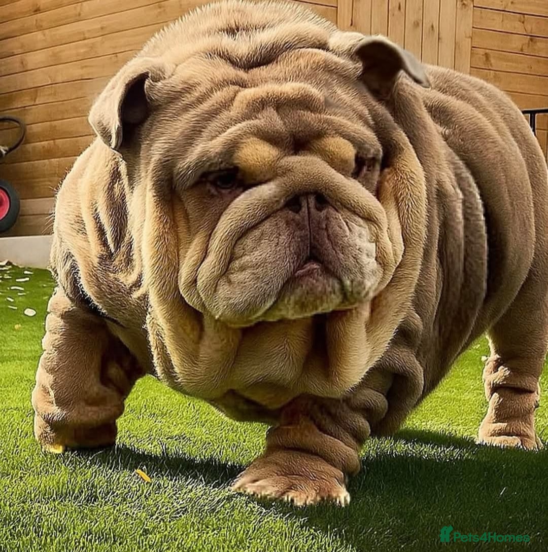 English Bulldog dogs for sale: Stunning English bulldog - Advert 2