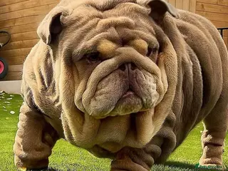 English Bulldog dogs Lovely lilac and tan Merle girl - Advert 7