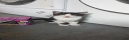 British Longhair cats for sale: 2 black and 2 black and white kittens for sale - Advert 7