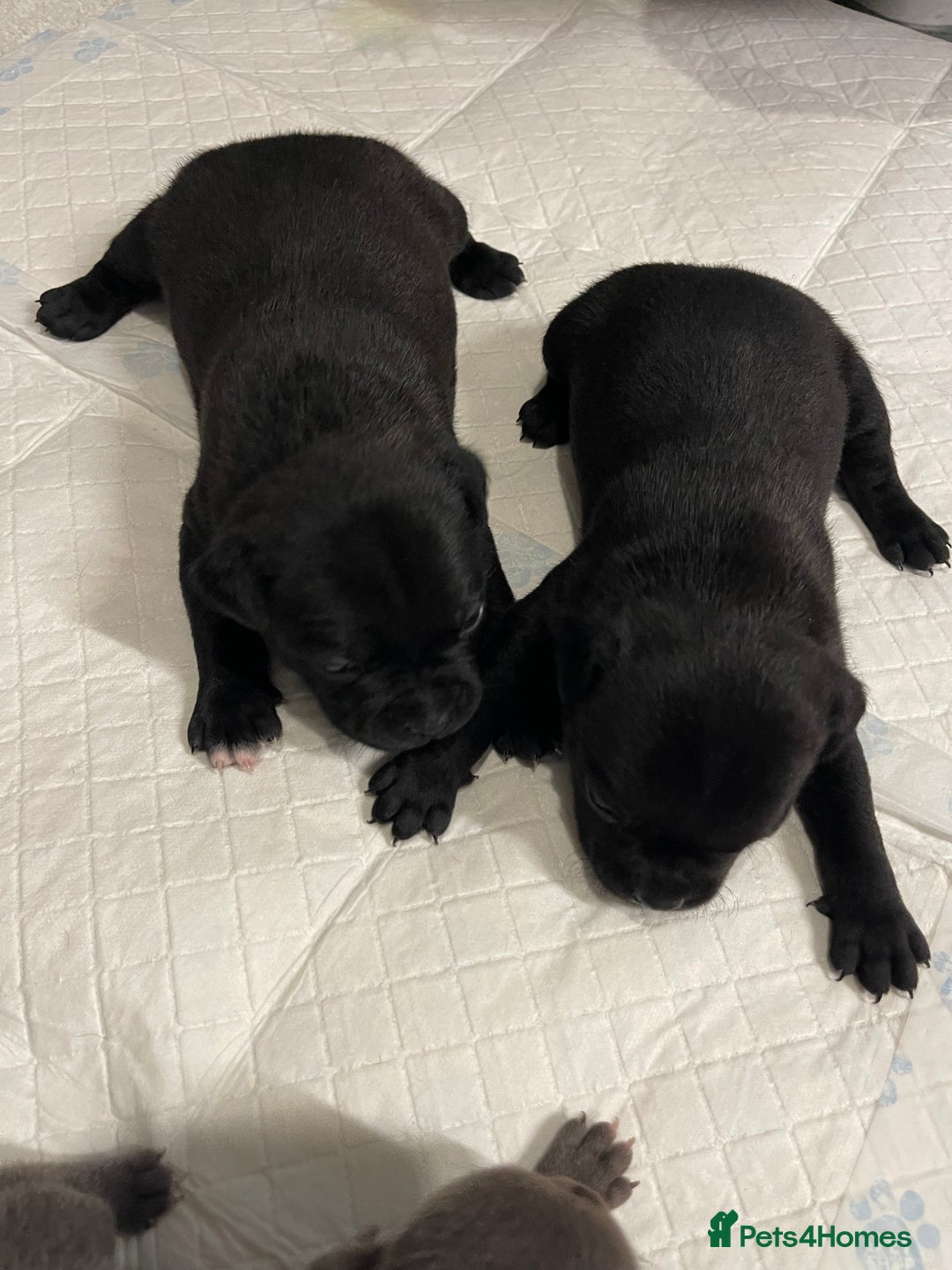 Staffordshire Bull Terrier dogs for sale: Staffordshire bull terrier puppies kc papered - Advert 7