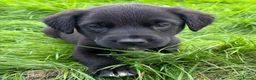 Mixed Breed dogs for sale: HUNTADOR PUPPIES READY FOR THEIR NEW HOMES!  - Advert 24