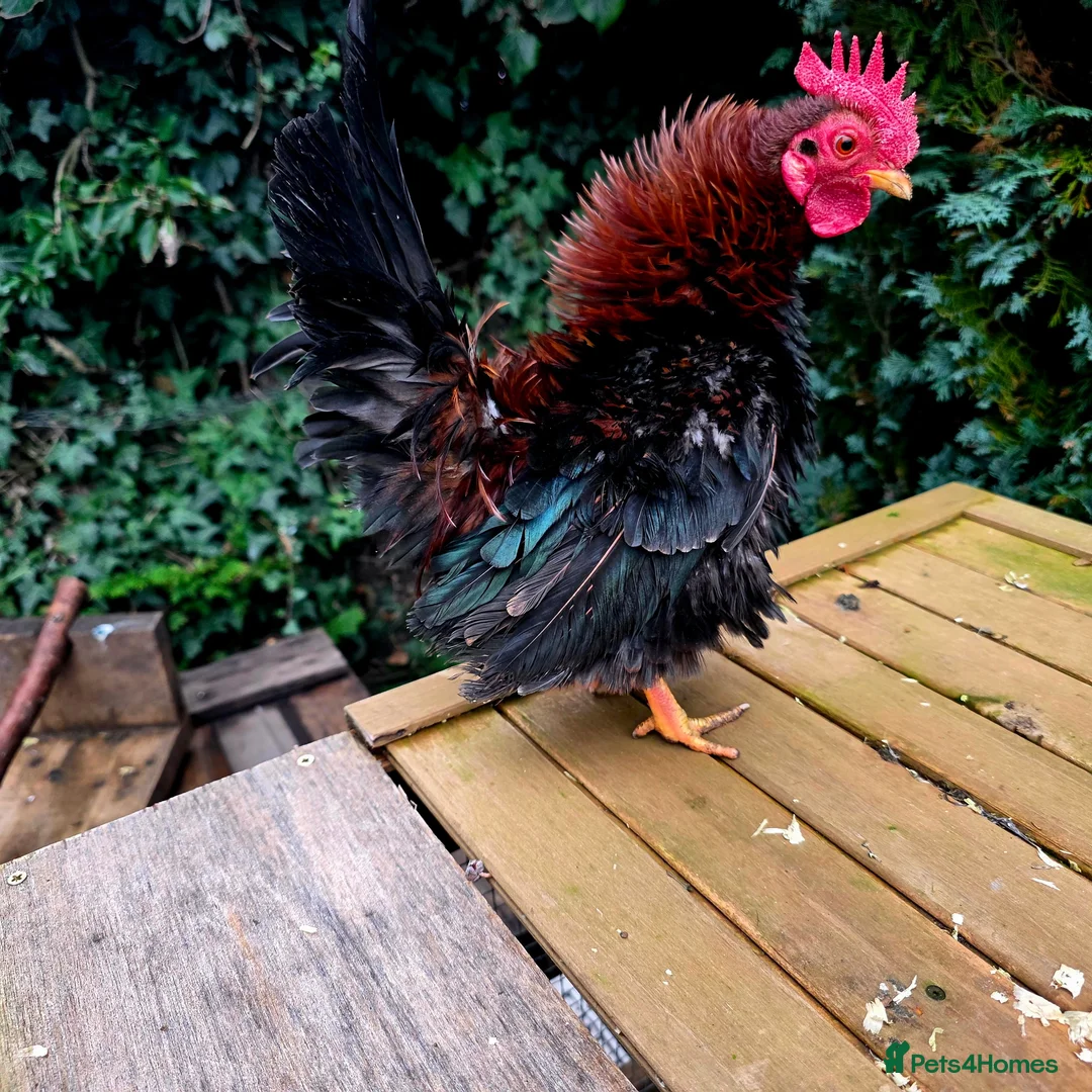 Chickens poultry for sale: Male Frizzle Serama  in Lincoln - Advert 5