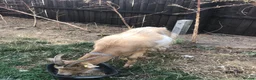 Goats livestock for sale: Two Golden Guernsey Goats in Wolverhampton - Advert 3