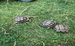 Tortoise reptiles for sale: Baby sulcata tortoises - Image 1