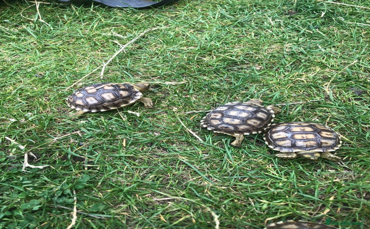 Tortoise reptiles - Advert 1