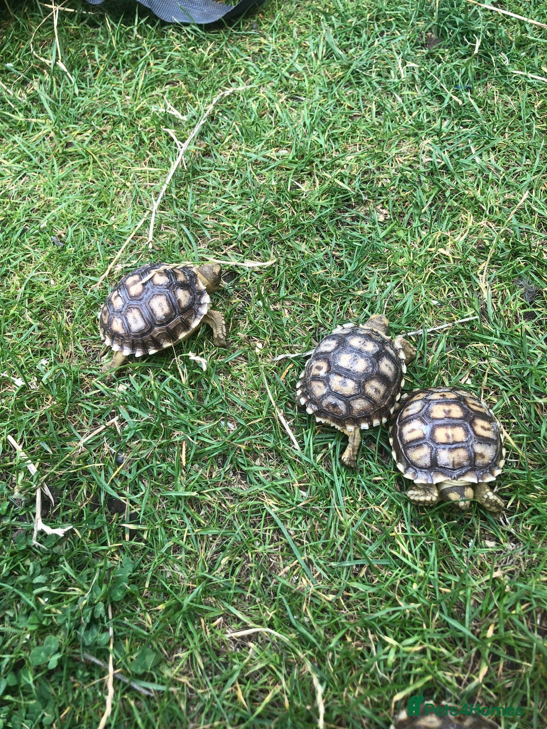 Tortoise reptiles for sale: Baby sulcata tortoises - Image 1