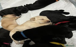 Labrador Retriever dogs for sale: 9 Beautiful Labrador Puppies For Sale  - Image 30
