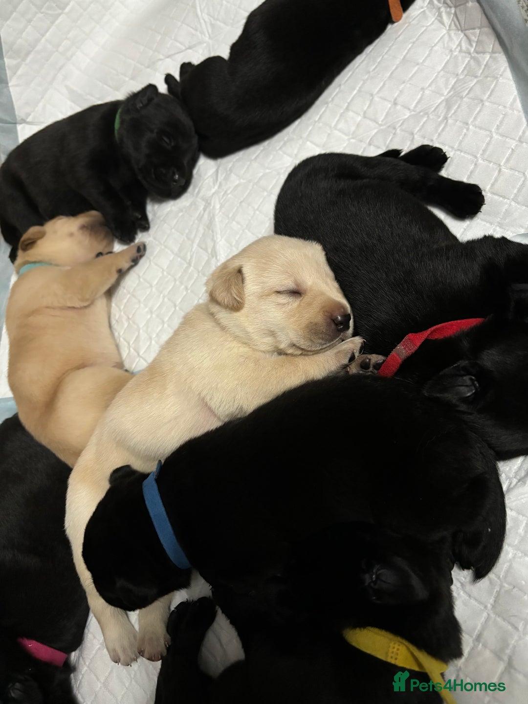 Labrador Retriever dogs for sale: 9 Beautiful Labrador Puppies For Sale  - Image 30