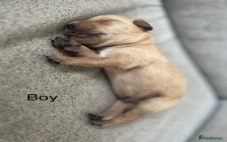 Labrador Retriever dogs for sale: ❤️❤️beautiful Labrador Pups ❤️❤️🔥 - Image 10