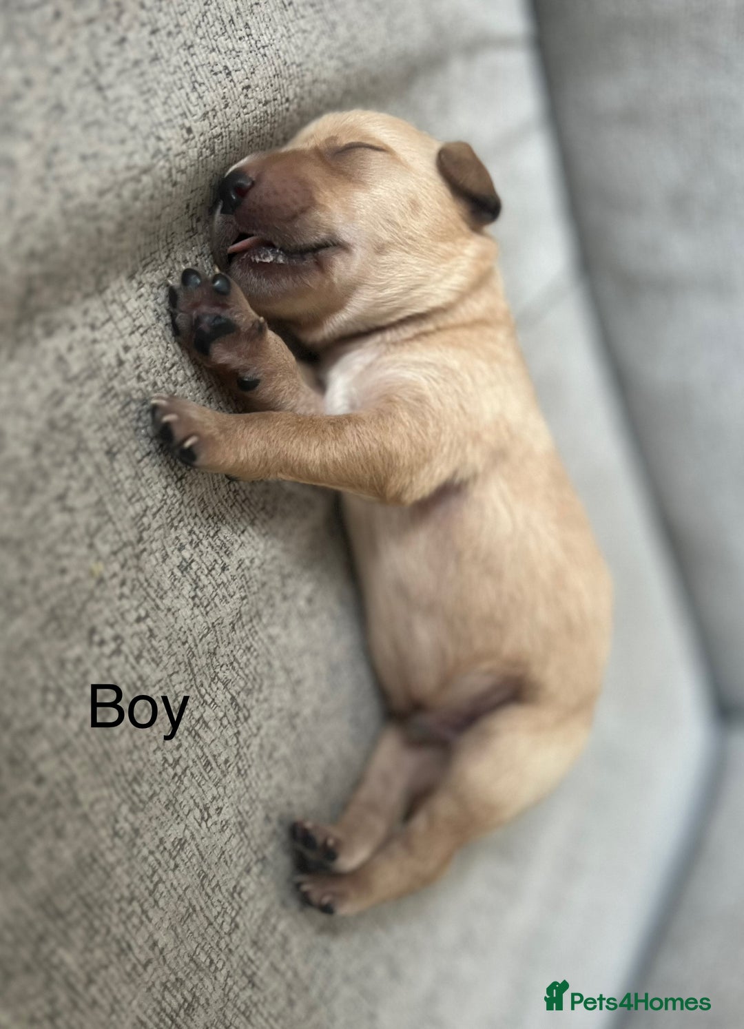 Labrador Retriever dogs for sale: ❤️❤️beautiful Labrador Pups ❤️❤️🔥 - Image 10