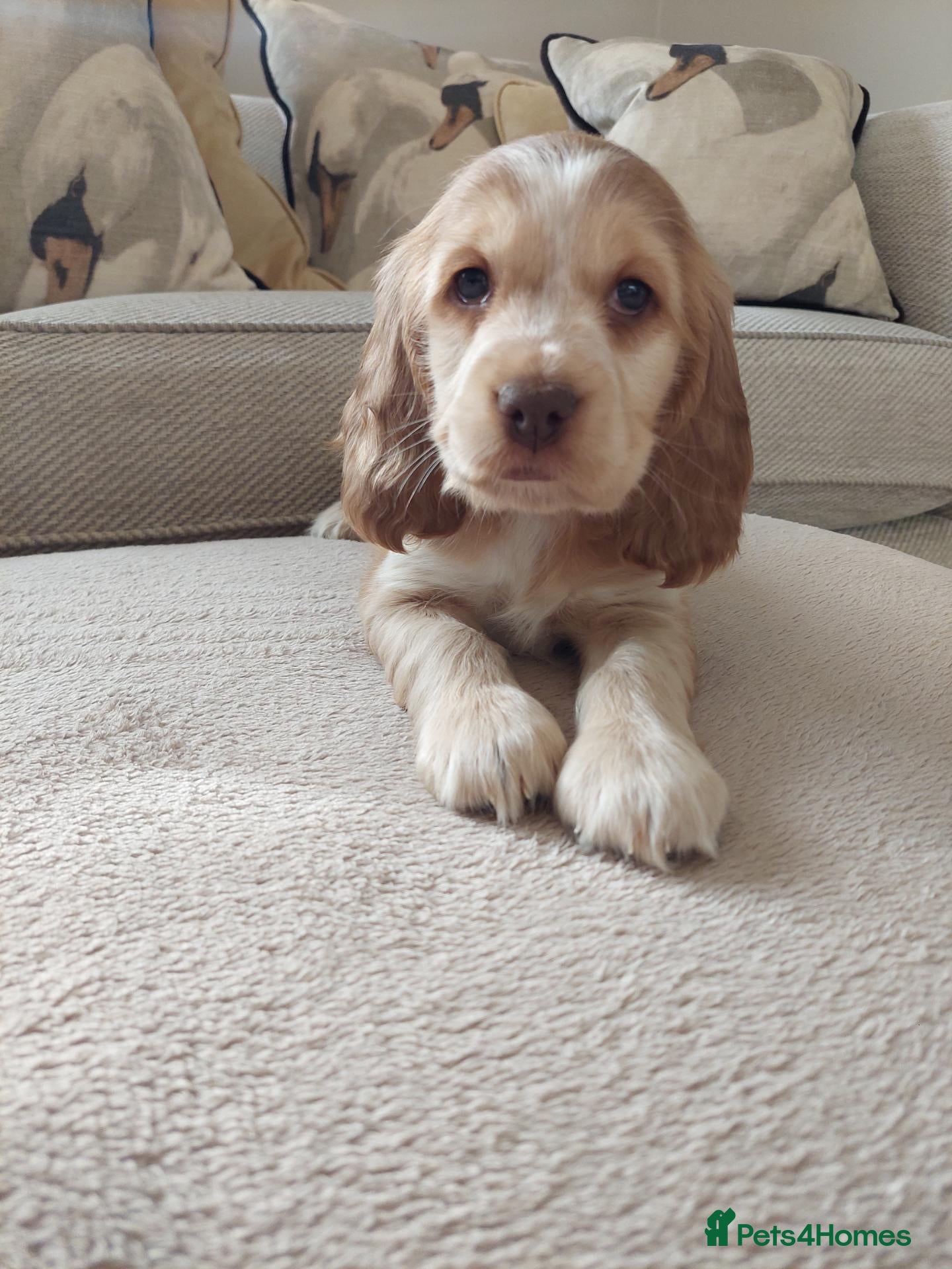 Cocker Spaniel dogs for sale: BEAUTIFUL KC REG SHOW TYPE COCKER SPANIEL PUPPIES - Advert 2