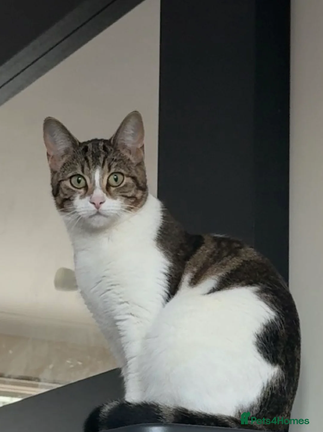 Mixed Breed cats for sale: 1 female cat - Advert 1