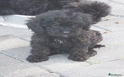 Cavapoo dogs for sale: Beautiful cavapoos  - Image 17