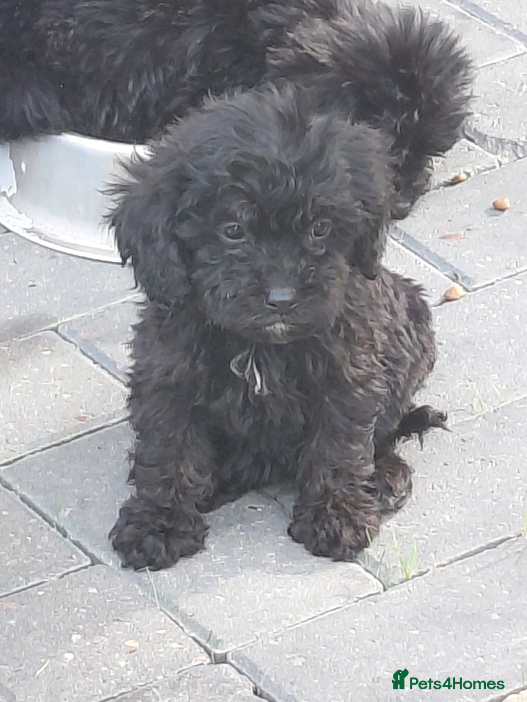 Cavapoo dogs for sale: Beautiful cavapoos  - Image 17