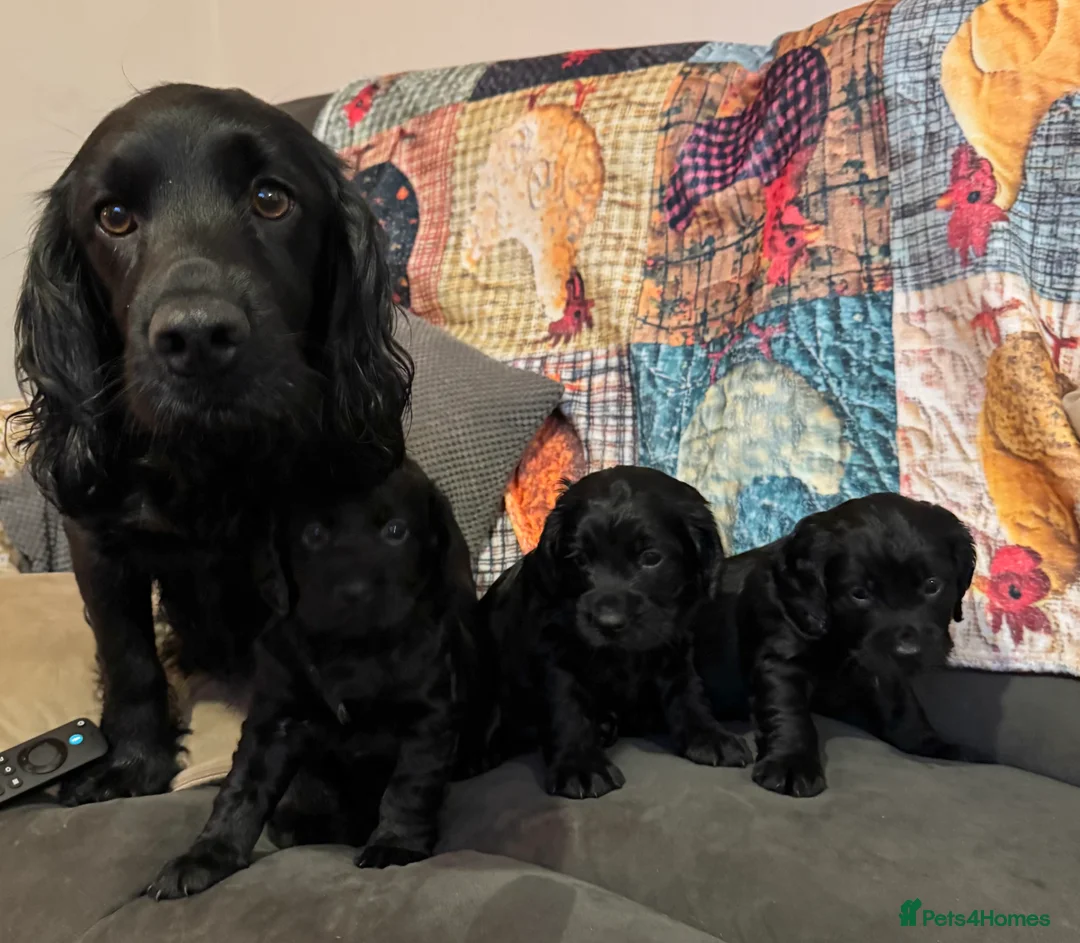 Cocker Spaniel dogs for sale: A gorgeous litter of WCS - Advert 7