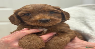 Australian Labradoodle dogs - Advert 8