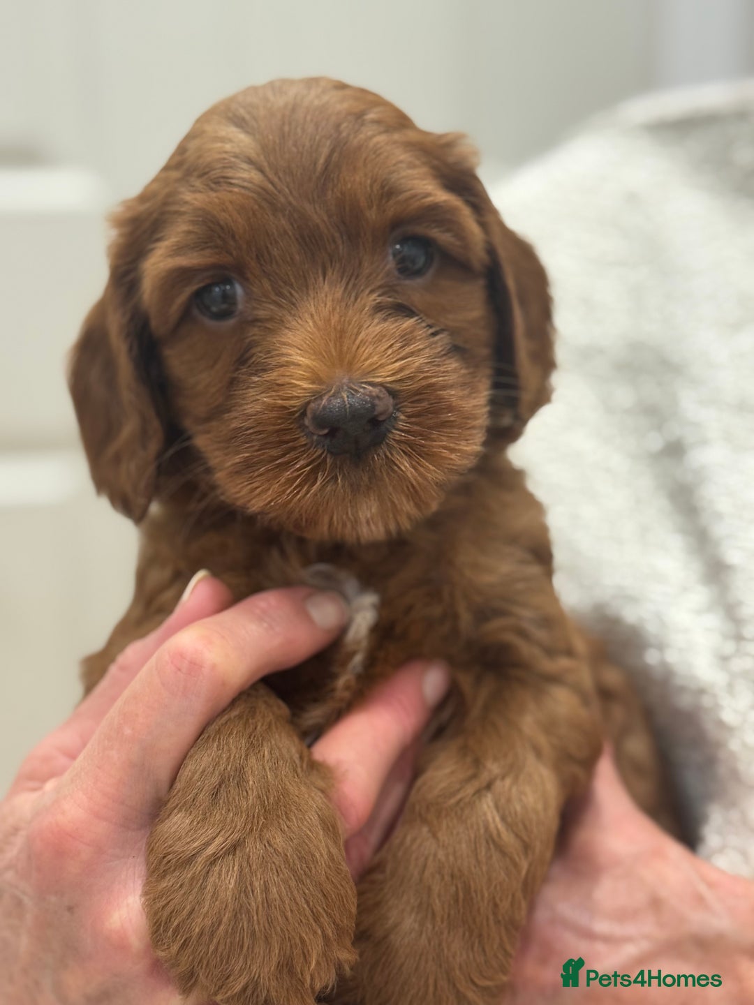 Australian Labradoodle dogs for sale: Australian Labradoodle puppies Multigen  - Image 3