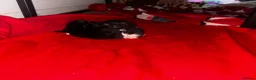Mixed Breed cats for sale: 2 beautiful kittens for sale  - Advert 15