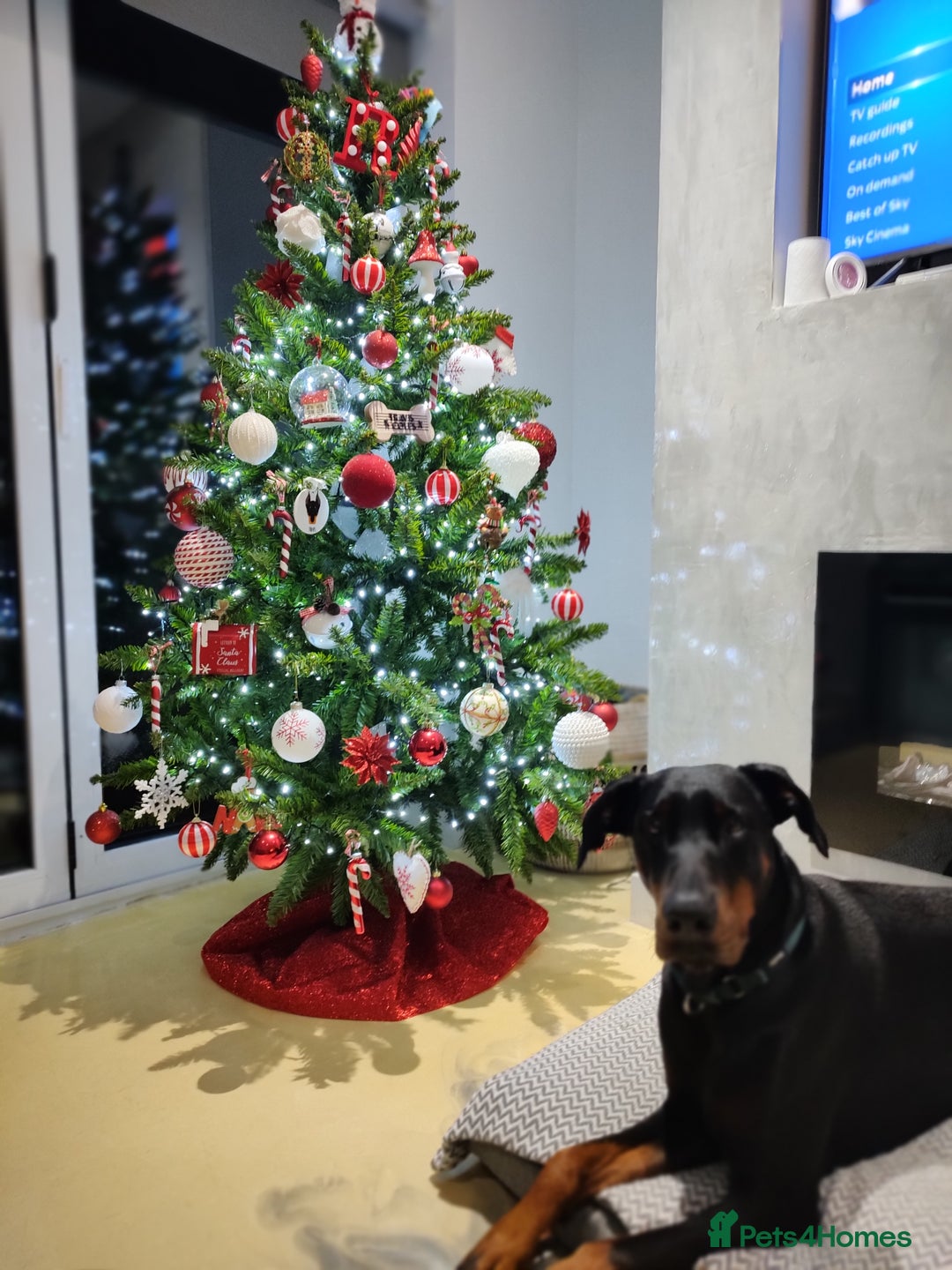 Dobermann dogs for sale: 4 year old Male Doberman looking for forever home - Image 35