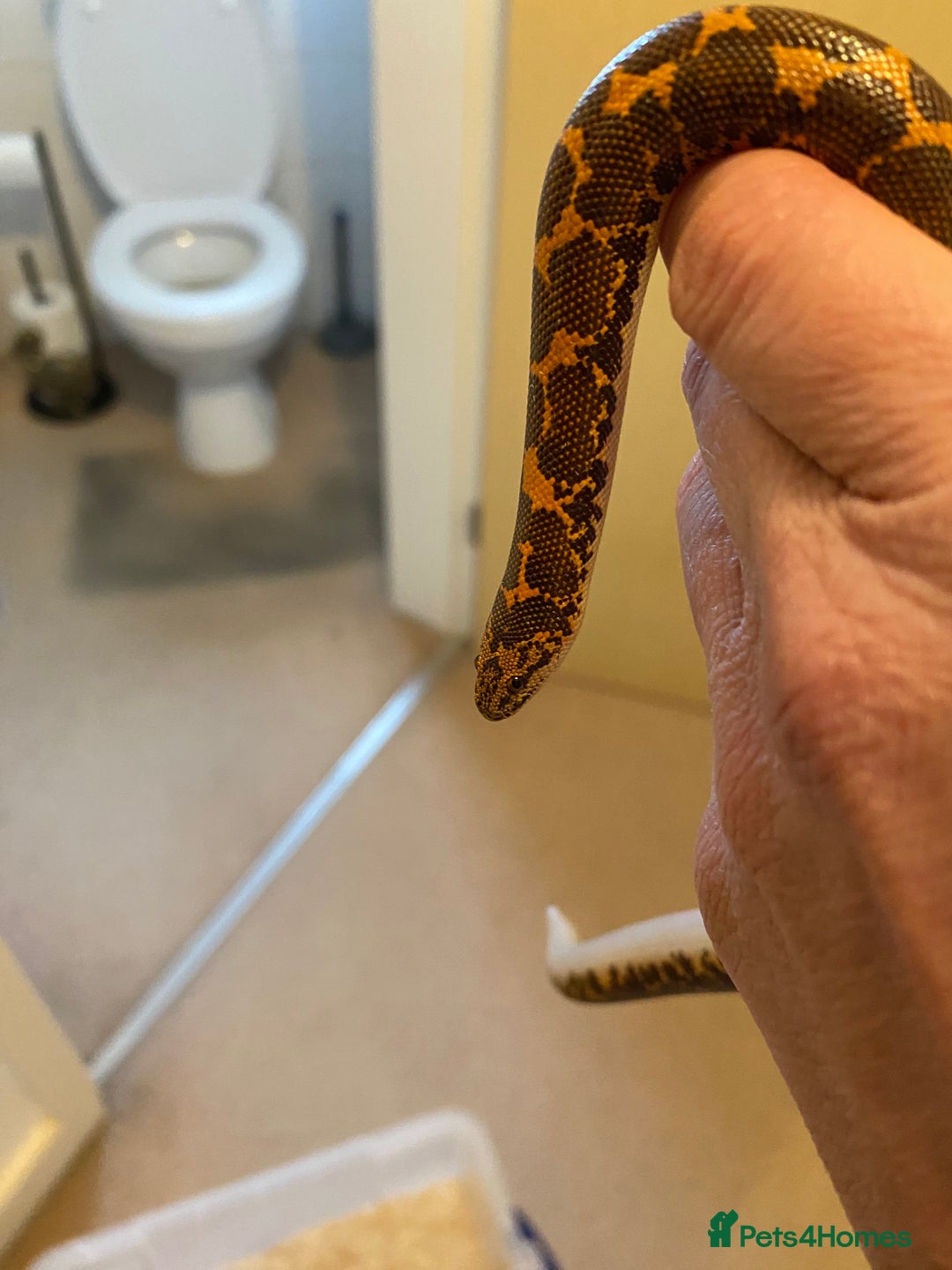 Boa Snake reptiles for sale: Female & male Kenyan Sand Boas - Advert 11