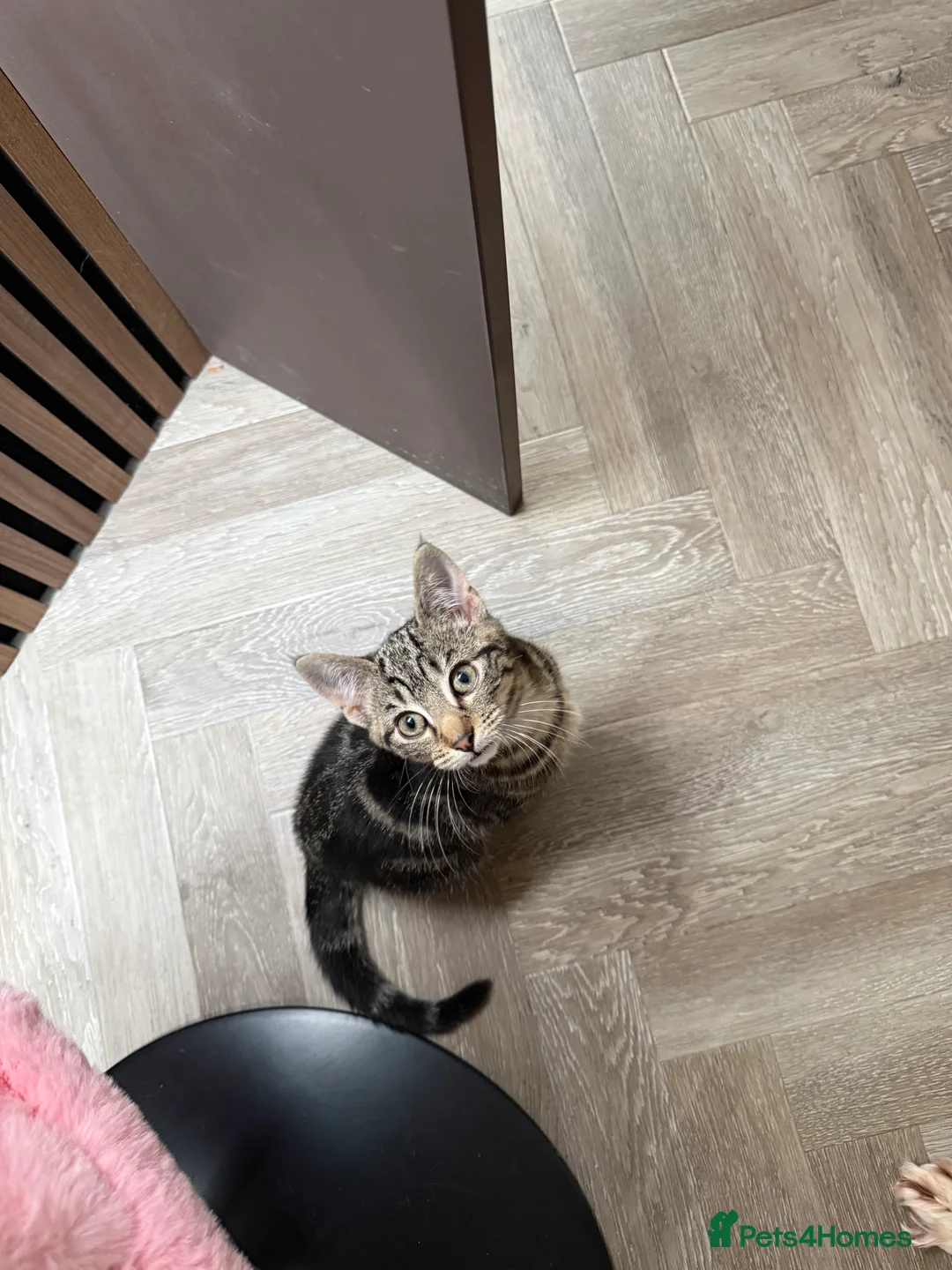 Mixed Breed cats for sale: 3 month old kitten  - Advert 4