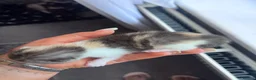 British Shorthair cats for sale: Beautiful British short hair kittens - Advert 14