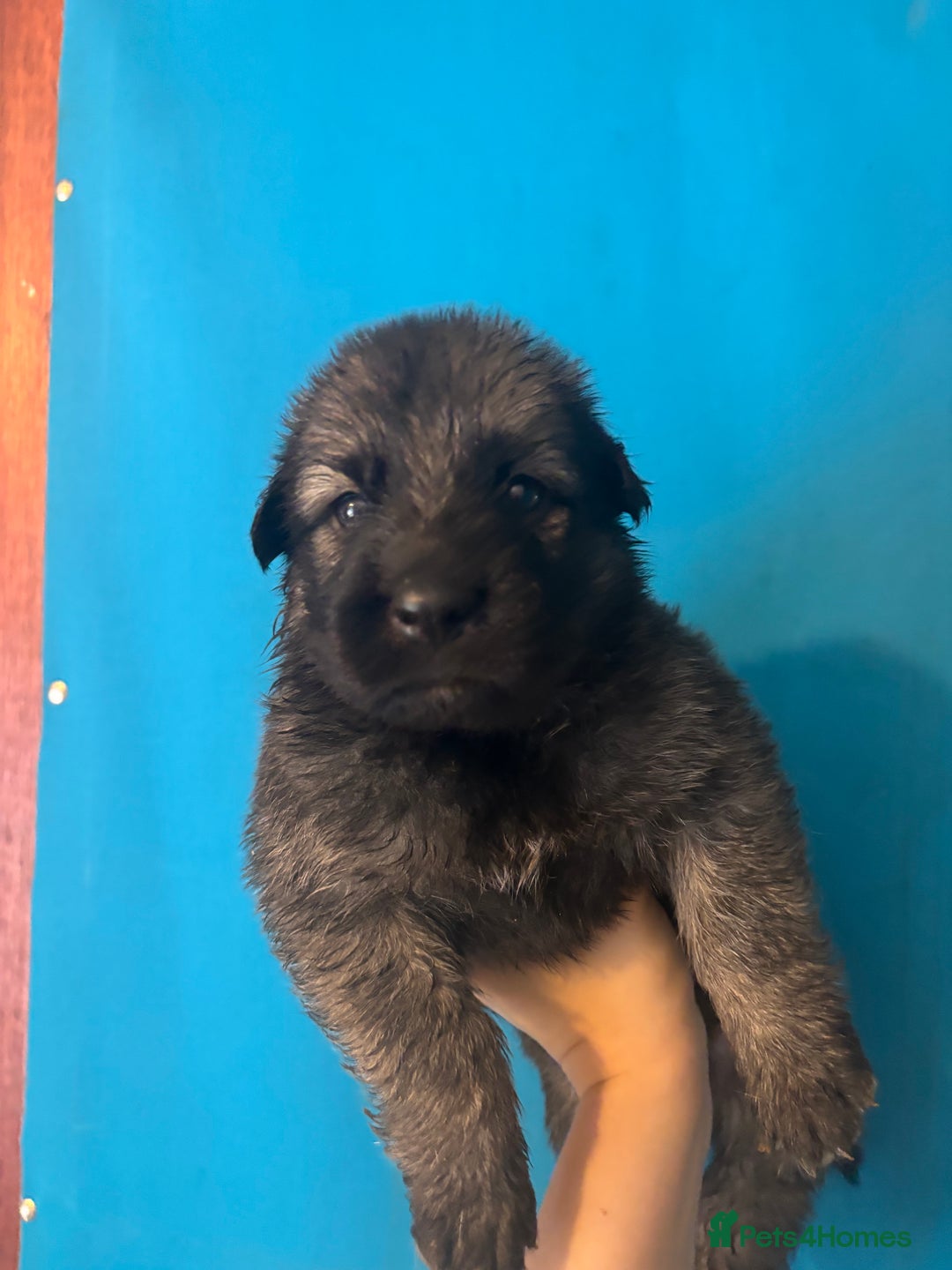 German Shepherd dogs for sale: 10 German Shepard Puppies for sale  - Image 8