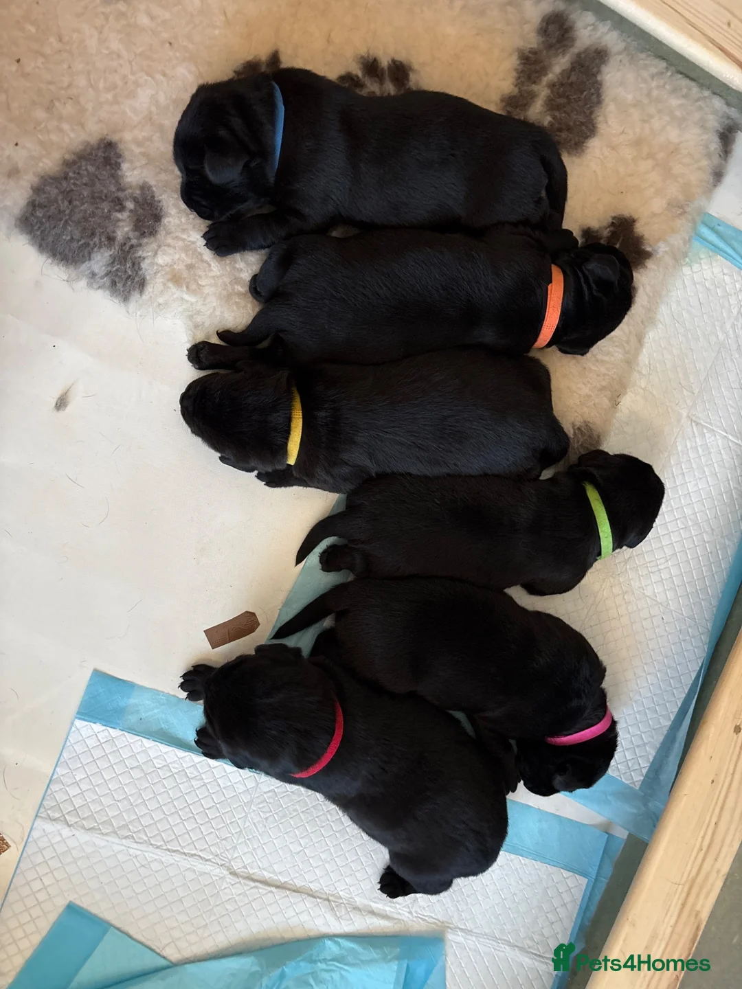 Labrador Retriever dogs for sale: KC Pedigree Labrador Puppies READ DESC. RE PRICING in Pontypool - Advert 2