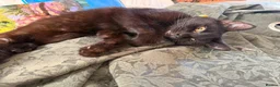 Domestic Shorthair cats for adoption: Luna is looking for perfect forever home  - Advert 5