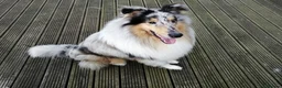Rough Collie dogs for stud: Beautiful rough collie for stud - Advert 3