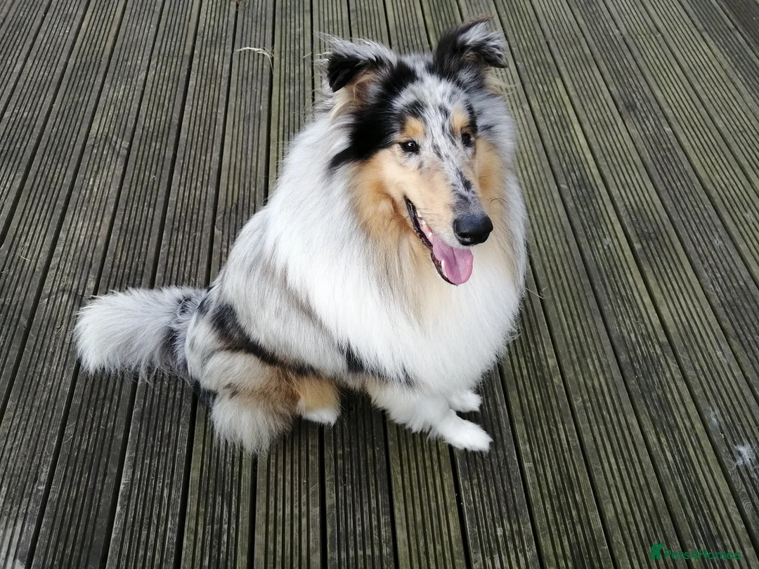 Rough Collie dogs for stud: Beautiful rough collie for stud - Advert 3