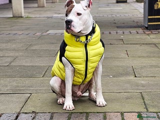 American Bulldog dogs in Gravesend - Advert 1