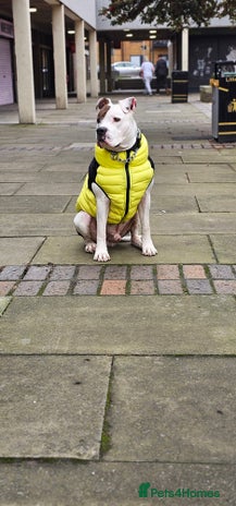 American Bulldog dogs in Gravesend - Advert 1