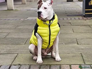 American Bulldog dogs STUD STUD STUD in Gravesend - Advert 3