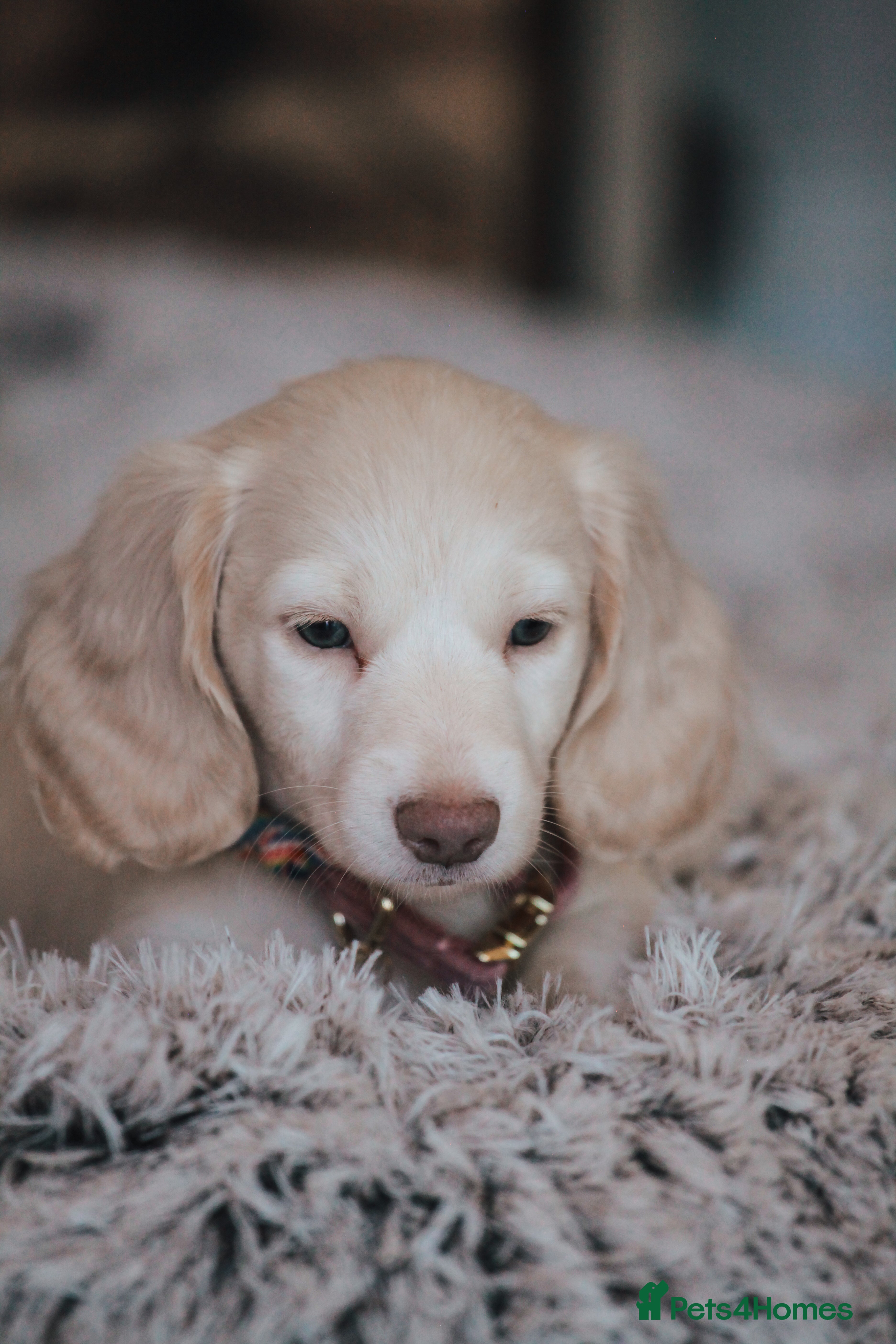 Miniature Dachshund dogs Pedigree Longhaired Miniature Dachshund Waitlist  - Advert 2