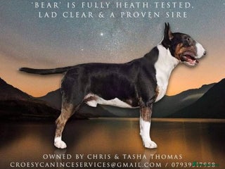 English Bull Terrier dogs in Ebbw Vale - Advert 2