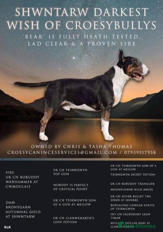 English Bull Terrier dogs Beautiful Bear. in Ebbw Vale - Advert 3
