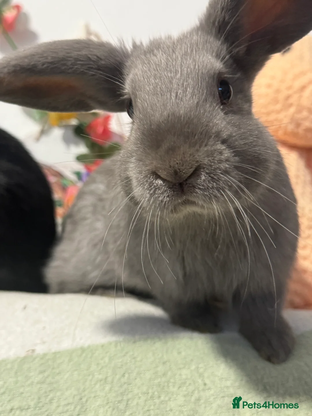 Mini Lop rabbits for sale: Super friendly baby bunnies. VACCINATED - Advert 6