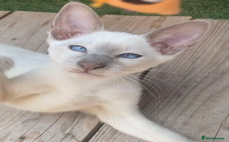 Oriental cats - Advert 2