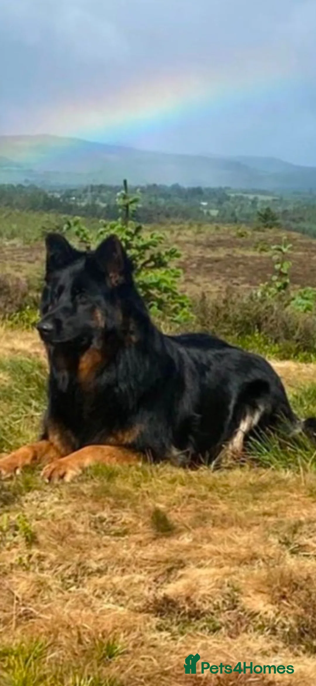 German Shepherd dogs for sale: Stunning Pedigree Male German Shepherd Puppy - Advert 15