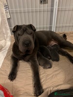 Shar Pei dogs Stunning Sharpei pups - Advert 4