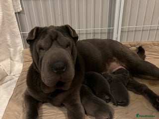 Shar Pei dogs for sale - Advert 1