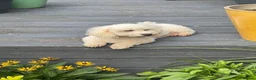Poochon dogs for sale: Perfect poochon Perfection  in Colchester - Advert 18