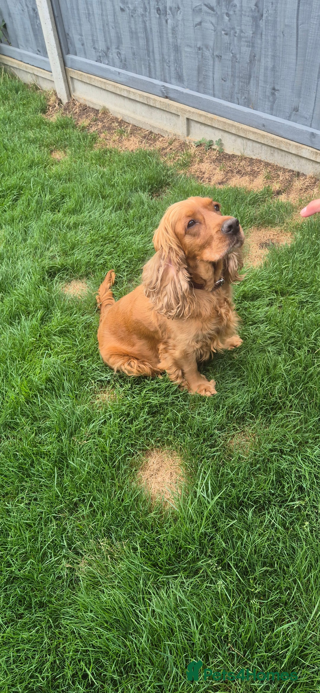 Cocker Spaniel dogs for sale: SUPERB SHOW TYPE COCKER SPANIEL PUPPIES  - Image 14